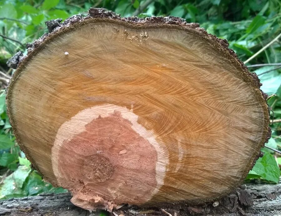 Выбор породы дерева для мебели Homewood.by