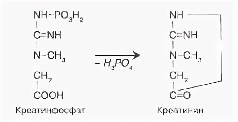 Роль креатинфосфата в мышечной ткани