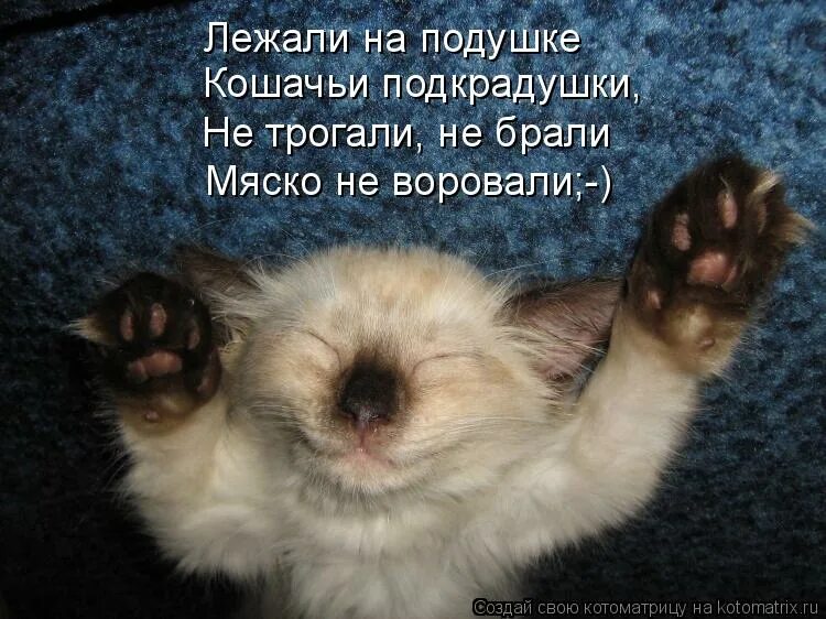 к чему снится мясо кошки. еда для кошек. к чему снится мясо кошки. рыжий кот ворует. кошка ворует.