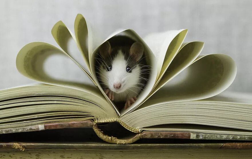 Reading the mouse