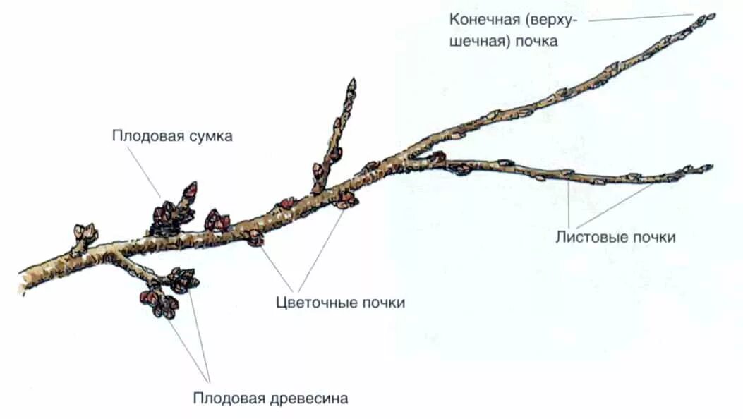 Почему растут ветки. Обрезка плодовых веток черешни. Строение ветви яблони. Плодовые почки черешни как выглядят. Плодовые почки на яблоне как отличить.