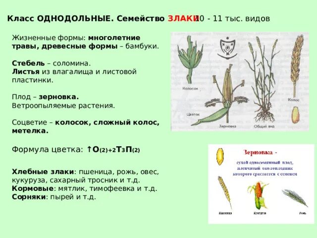 Какая формула цветка семейства злаки. Семейство злаковые. Мятликовые жизненная форма. Карточка семейства злаковых. Признаки семейства злаковые.