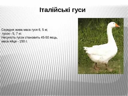 Рассказ про игрушку гуся