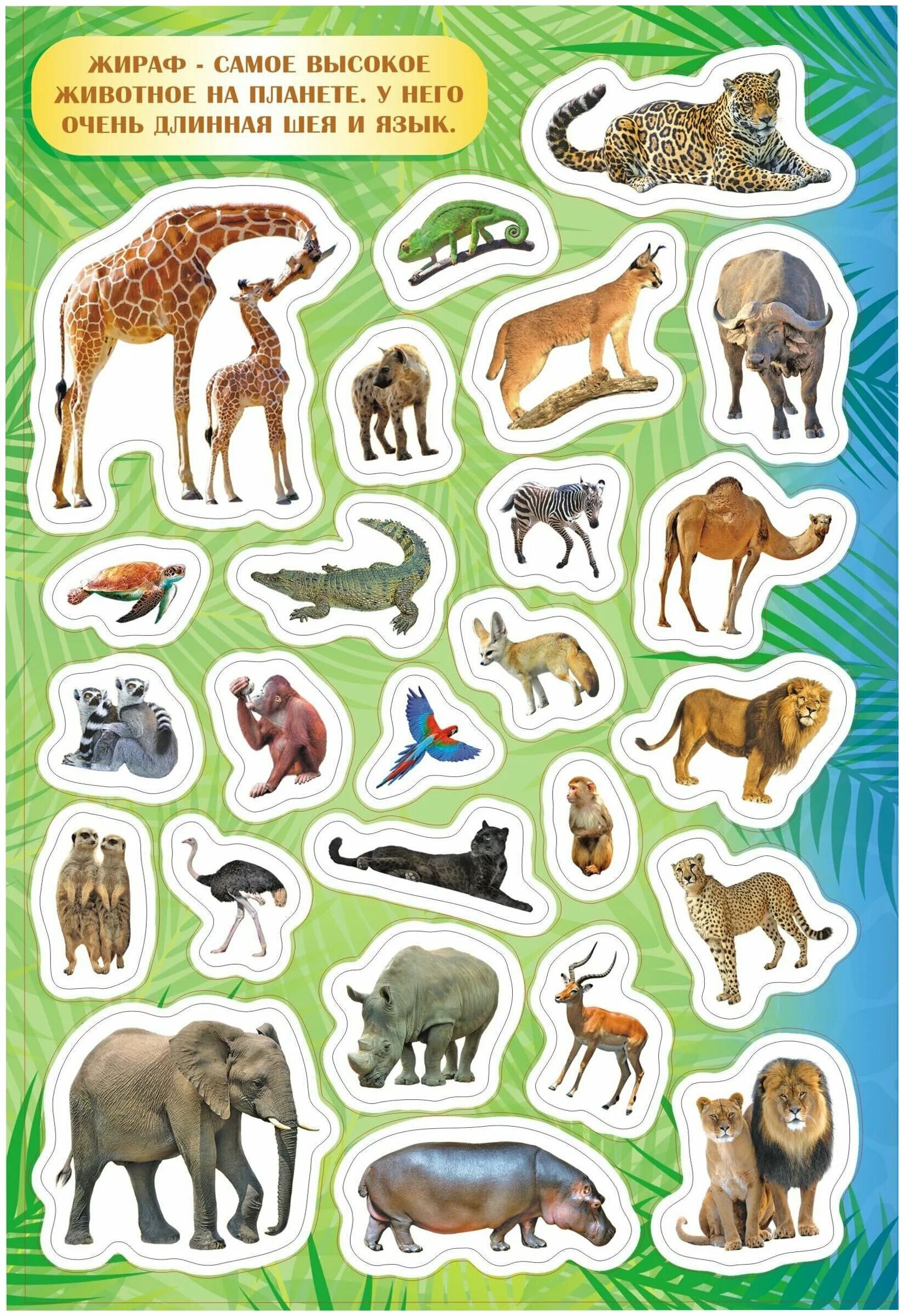 Обобщение животные. Макси пазлы лесные животные 02544. Дикие животные медведь лиса заяц белка еж волк. Название диких животных. Дикие животные.