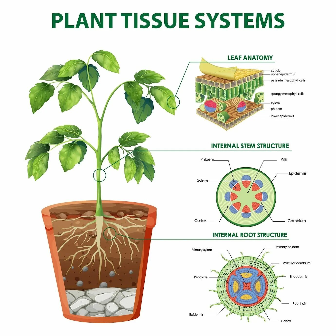 Plant Tissues. Plant Cell Tissue. Система растений амарка. Топ схема растения.