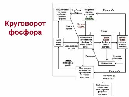 Составить схему фосфора