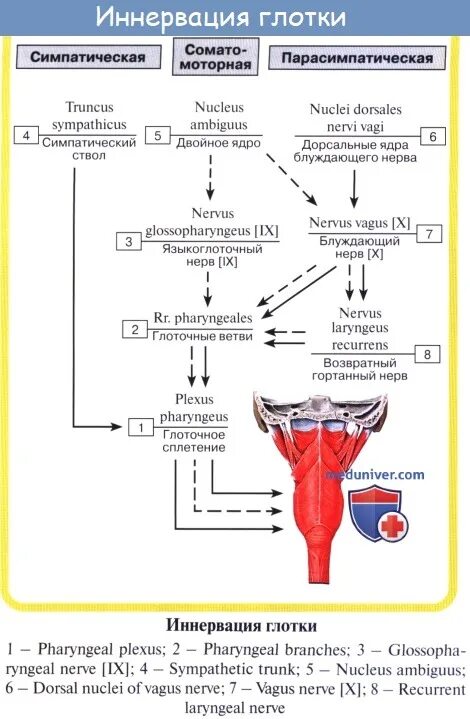 Иннервация слизистой оболочки гортани. Схема вегетативной иннервации глотки. Кровоснабжение и иннервация глотки. Иннервация глотки схема.