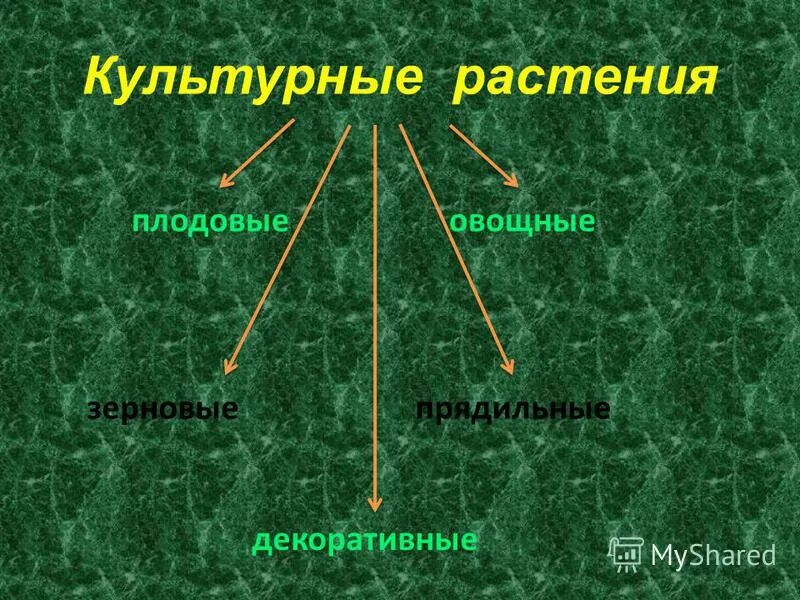 Культурные растения презентация 2 класс