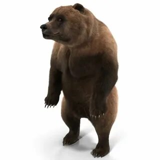 Bear d