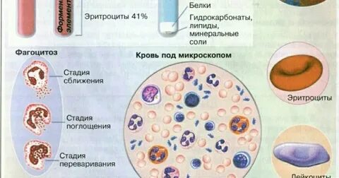 Форменные элементы способные к фагоцитозу