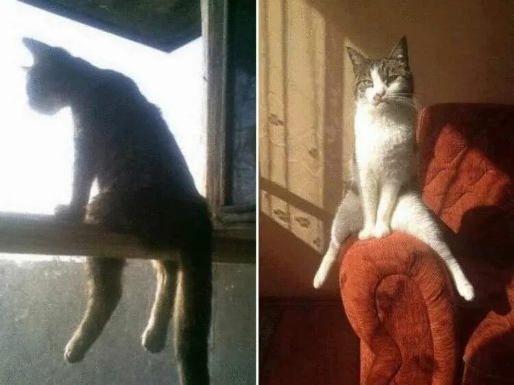 Почему кот странный. Забавные позы котов. смешные позы кошек. кот сидит. коты смешно сидят.