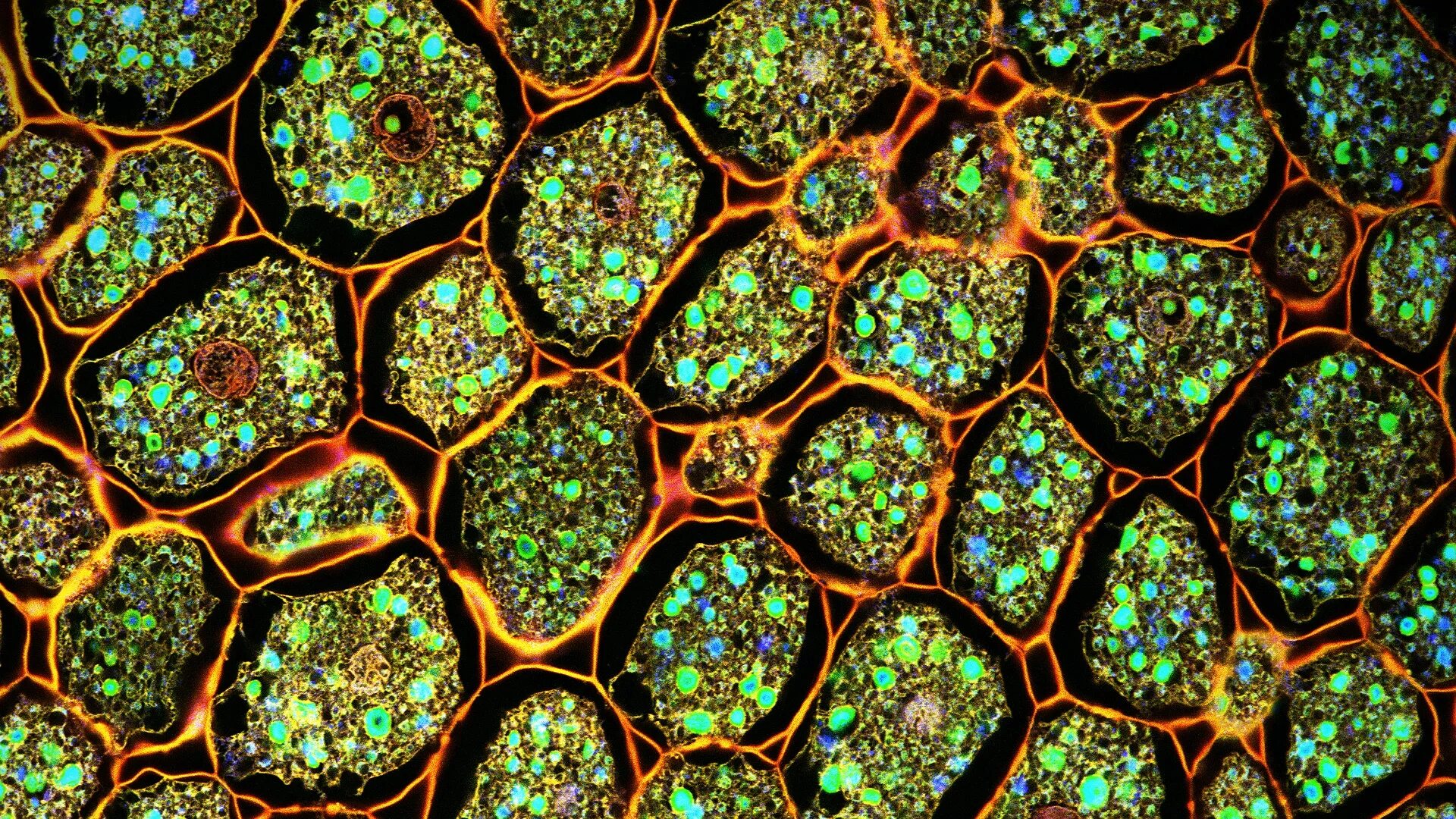 Купить золотые клетки стим. Много клеток. Растения под микроскопом. Растительная клетка. Клетки растений под микроскопом.