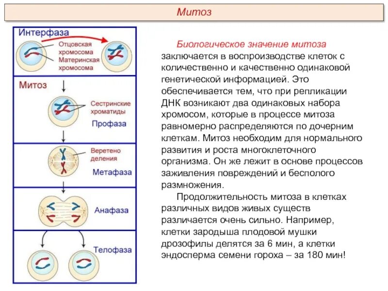 Митоз фазы и процессы. Фазы митоза с ДНК. Биология 9 класс клеточный цикл митоз. Фазы митоза характеристика процессов. Жизнь клетки до ее деления