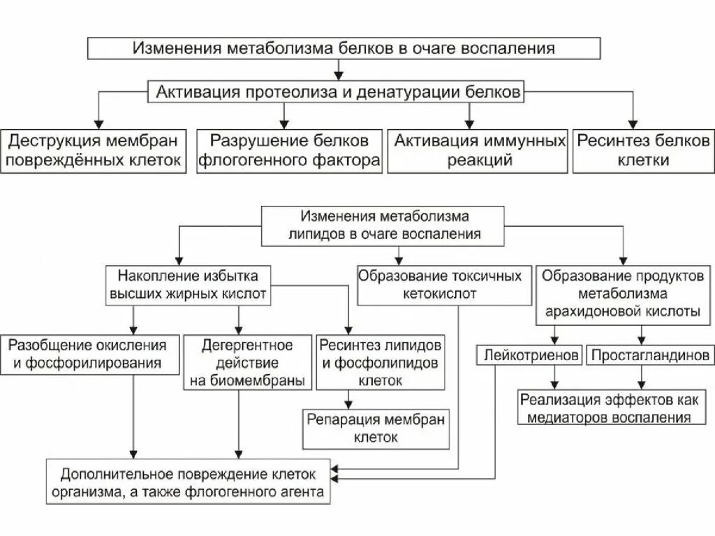 Основной фактор в патогенезе воспалительного отека