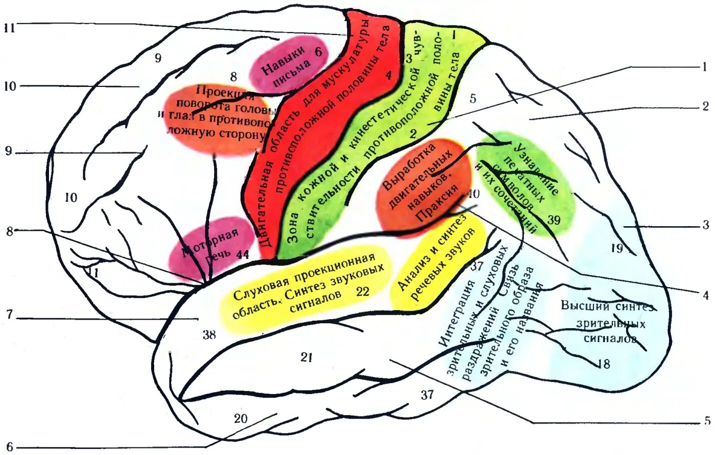 Любые зоны. Центры и зоны (корковые поля) головного мозга. Кора головного мозга корковые центры. Функциональные зоны и доли коры головного мозга. Корковые двигательные центры располагаются в извилине.