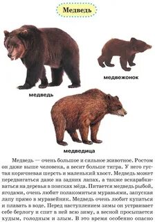 Воспитать медвежонка