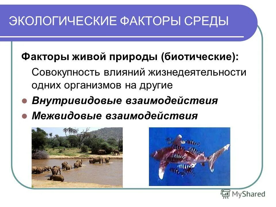 экологические факторы факторы неживой природы факторы живой природы. факторы среды влияющие на организмы. примеры экологических факторов неживой природы. какие факторы живой природы влияют на жизнедеятельность. влияние абиотических факторов на организм.