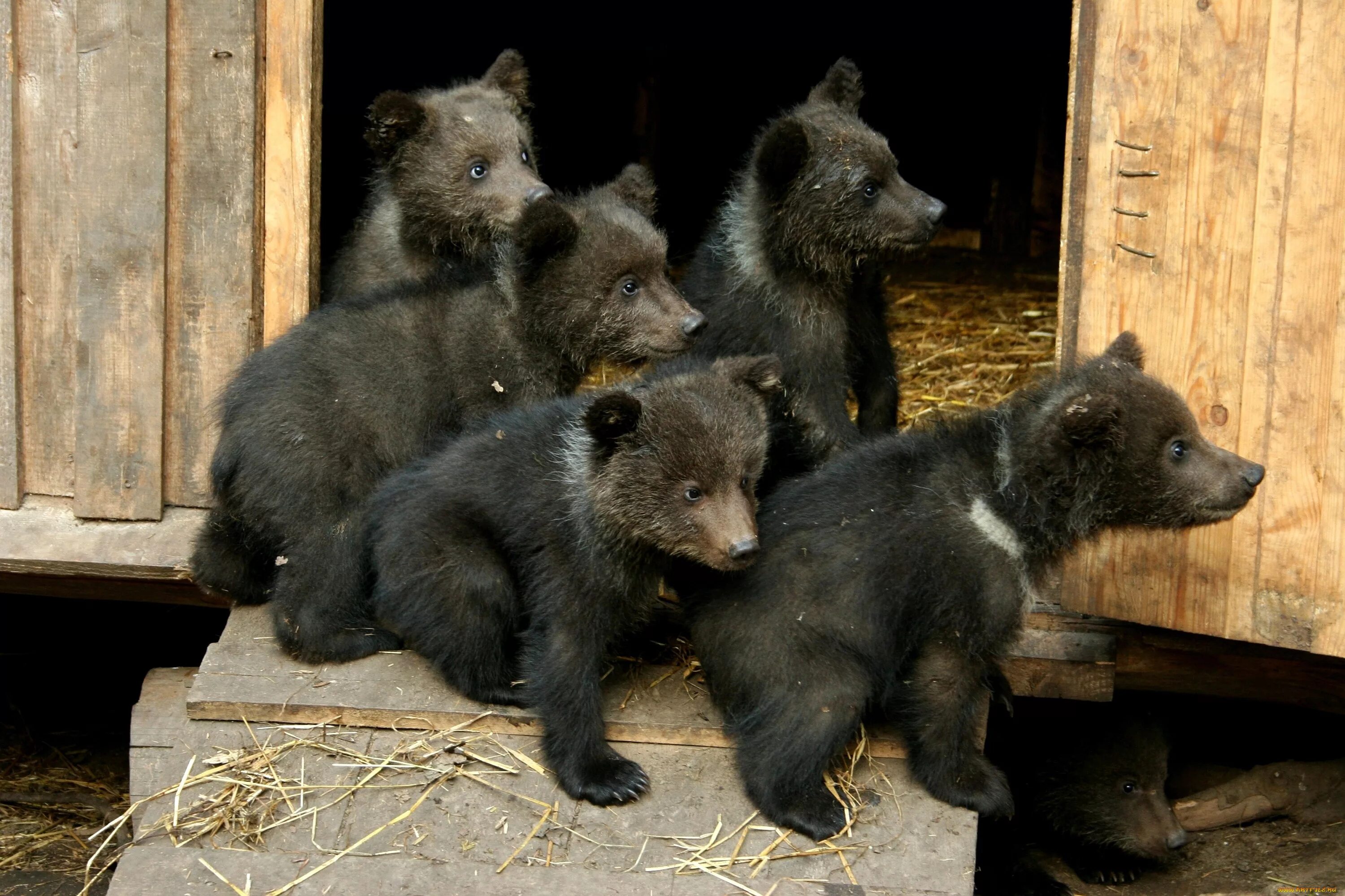Пять медведей. Много медведей. Маленький Медвежонок. Много медвежат. Five bears