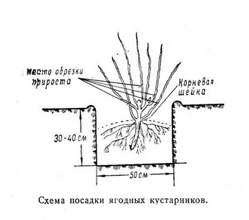 Расстояние между крыжовником при посадке
