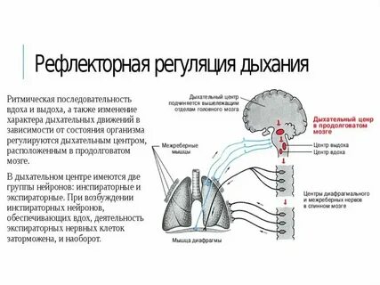 В чем выражается автоматия дыхательного центра