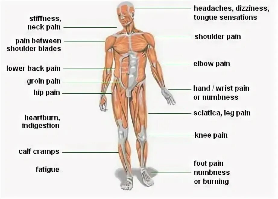 Muscular tension Theory. Body Part between Shoulder and hand. Pain Level of Tattoo on Shoulder Blade. Back between