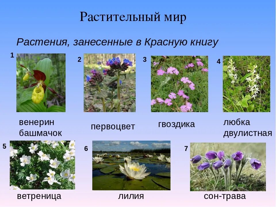 Перечислить растения и животных. Растения занесенные в красную книгу. цветы красной книги. растения красной книги россии. растения из красной книги россии.