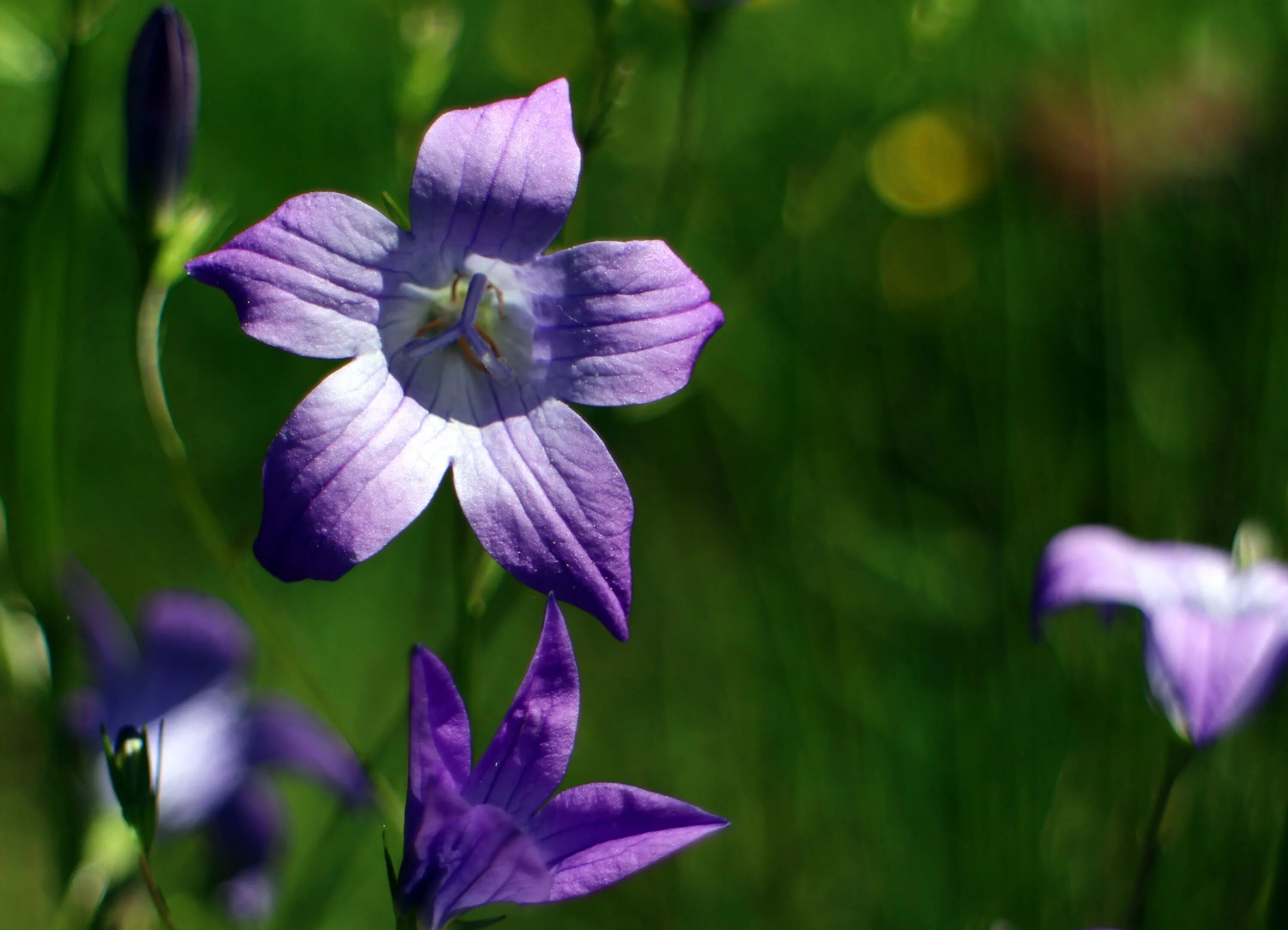 Колокольчики цветение. Campanula Blue botanik. Цветок "колокольчик". Колокольчик цветок дикий. Пестик колокольчика.