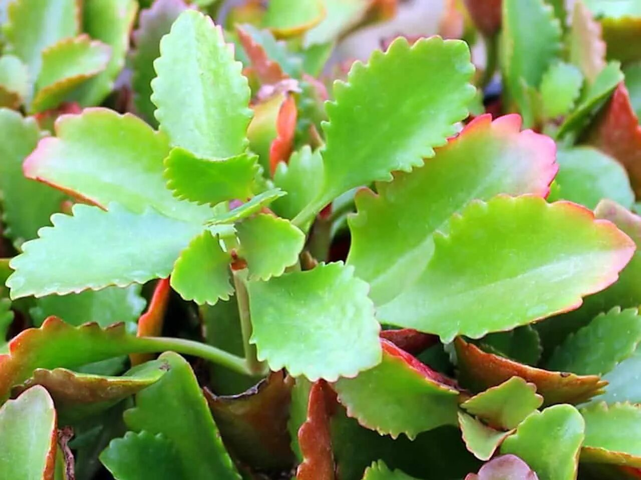 каланхоэ блоссфельда бриофиллум. каланхоэ блоссфельда оранжевый. каланхоэ дегремона. каланхоэ грандифлора. каланхоэ блистфельдиана.