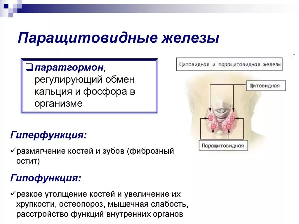 Паращитовидные железы гормоны. Паратгормон гиперфункция и гипофункция. Паращитовидная железа гормоны гиперфункция и гипофункция. Гормоны околощитовидной железы физиология. Паращитовидная железа гипофункция и гиперфункция.