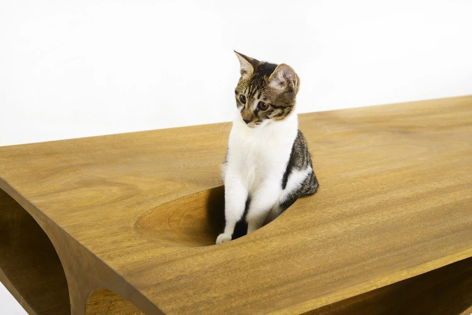 There a cat on the table