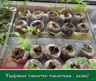 Посадка рассады в торфяные таблетки