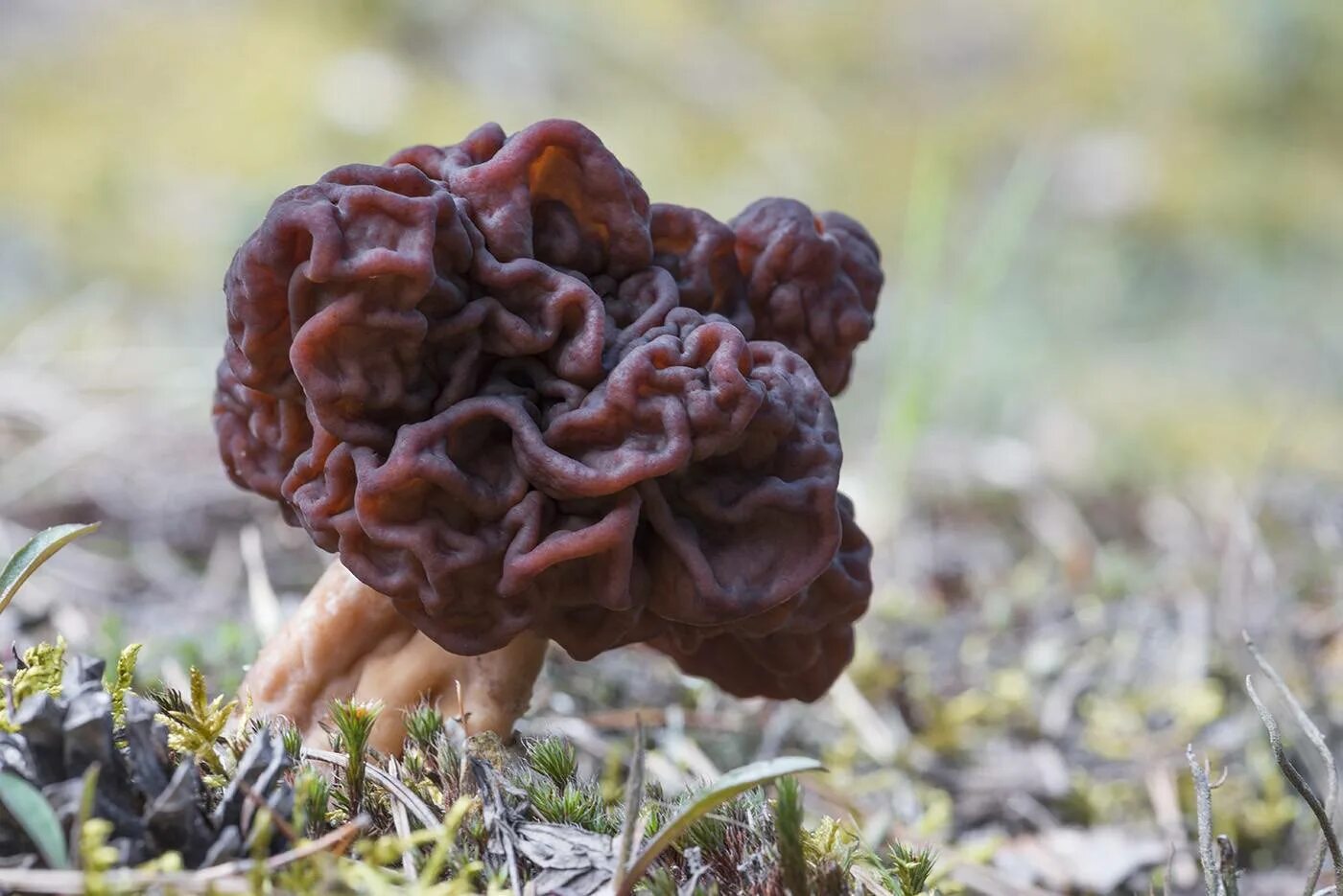 Гриб строчок и сморчок. Строчок и сморчок обыкновенный. Сморчок и строчок. Гриб сморчок гриб строчок. Гриб строчок и сморчок.