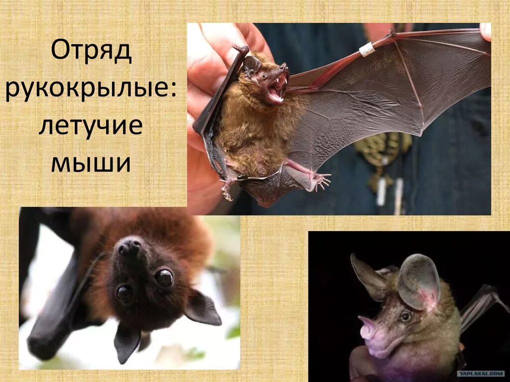 Мышь отряд. Отряд рукокрылые представители. Отряд рукокрылые Chiroptera. Рукокрылые млекопитающие представители. Млекопитающие отряд рукокрылые летучие мыши.