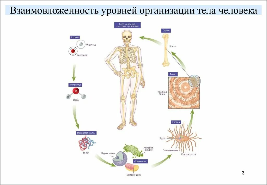 Записать уровни организации организма