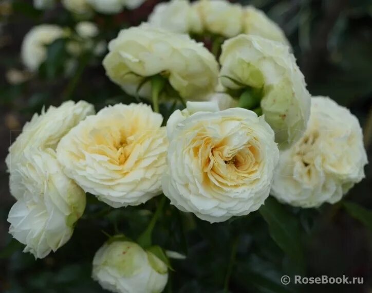 Роза lemon piano. Роза чайно-гибридная лемон пиано. Роза лемон рококо тантау. Лемон серия рококо роза спрей. Лемон рококо.