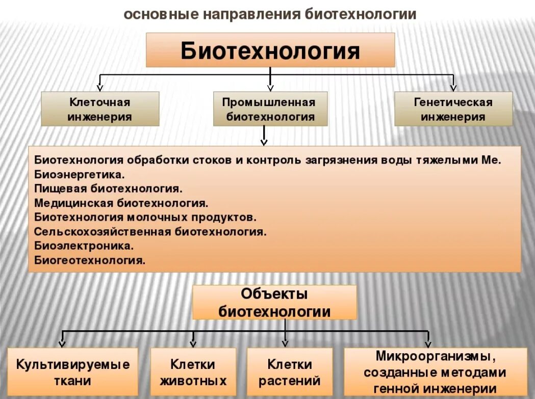 Какие из перечисленных методов используются в биотехнологии. Основные направления биотехнологии. основные направления развития биотехнологии. современные направления биотехнологии. основные направления фитотехнологии.