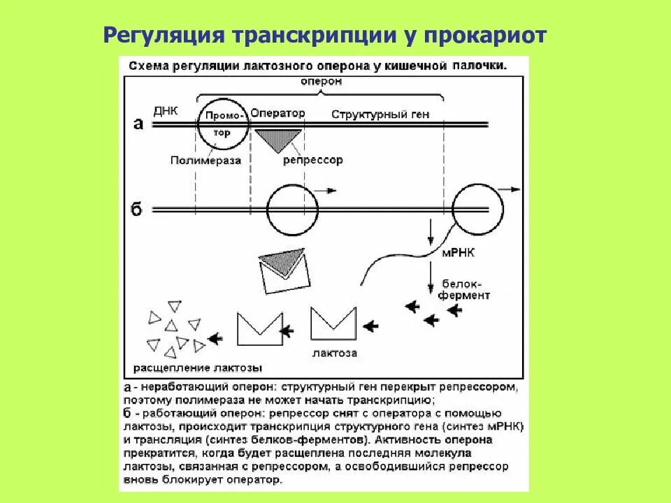 Регуляция у прокариот и эукариот