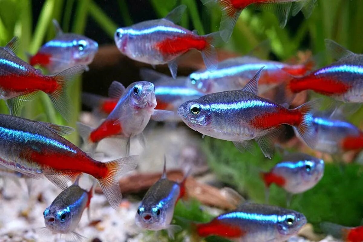 Неончики аквариумные рыбки. Вуалевый неон рыбка. Неон голубой вуалевый. Барбусы неон красный.