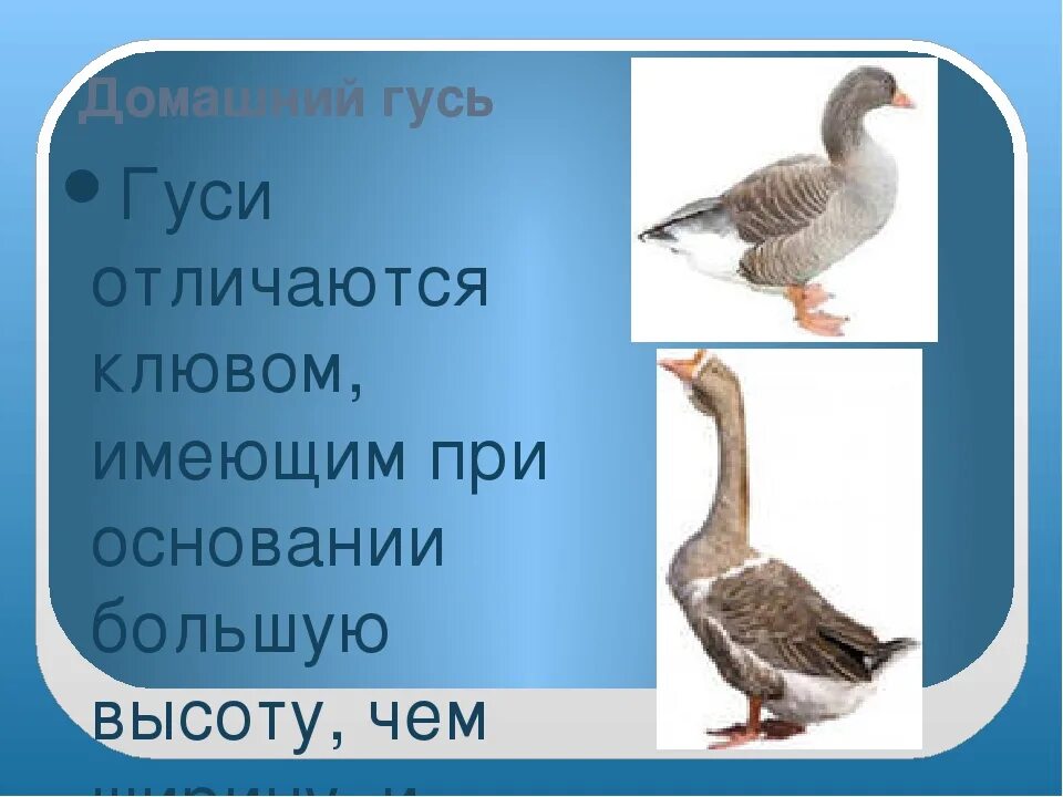 Как отличить гусыню. Как отличить гусаака отгусыни. Как различить гусыню и гусака. Как отличить гусака от Гусыни. Ка котоичить гуся от Гусыни.