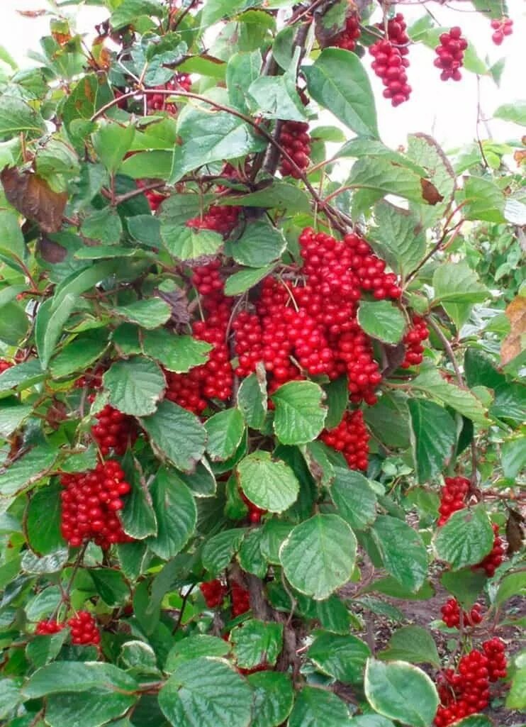 Купить лимонник китайский - недорогая декоративная лиана