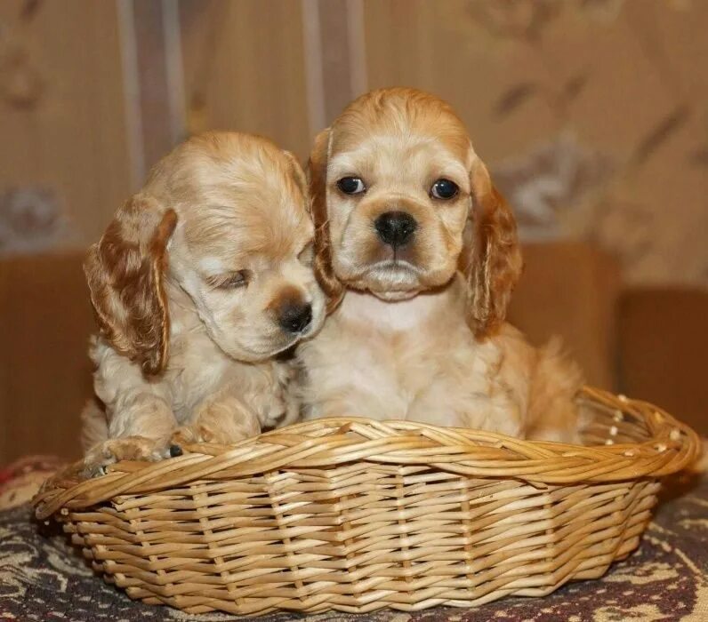 Английский кокер спаниель черного окраса. Американский кокер спаниель черный. Американский кокер спаниель черный. Английский кокер спаниель черного окраса. Русский спаниель коричневый.