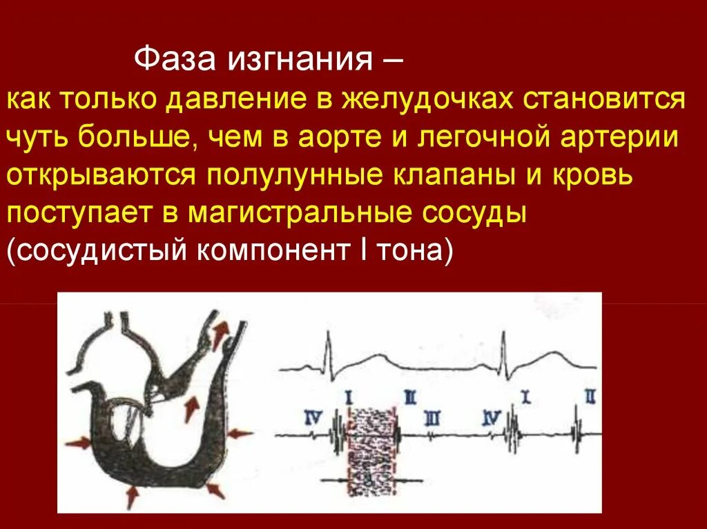 Давление в аорте и легочной артерии. Фаза изгнания сердца. давление в желудочках в фазу изгнания. давление в желудочках сердца в фазу изгнания.