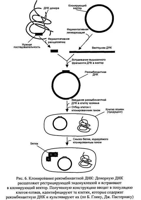 Схема создания рекомбинантной ДНК трансформация. Характеристика этапов получения рекомбинантной ДНК. Схема получения рекомбинантной плазмиды. Молекулярное клонирование схема.