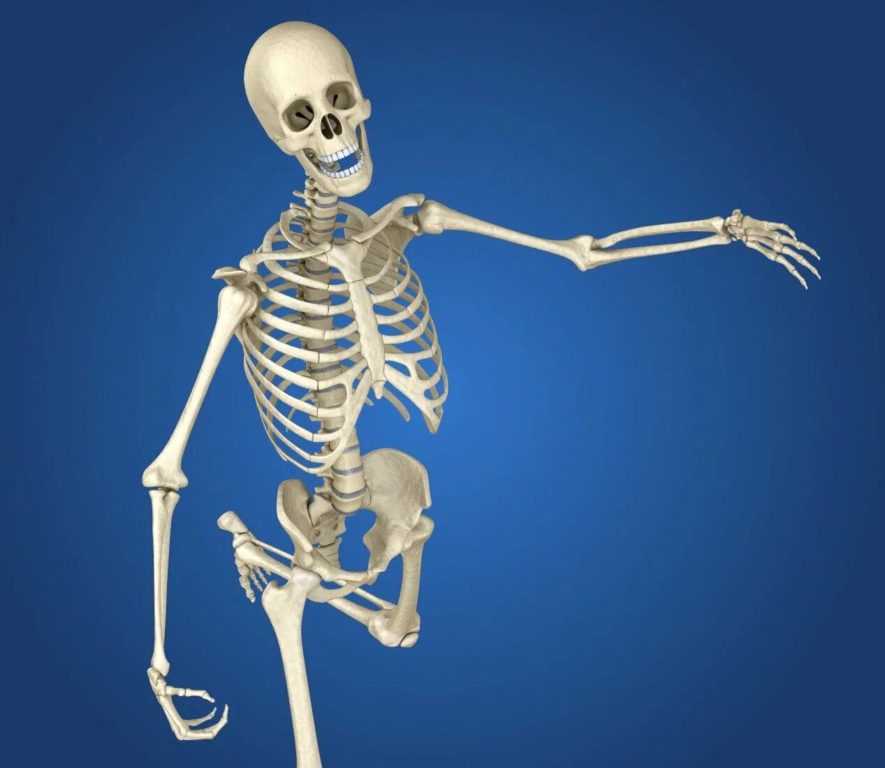Скелет человека. Полный скелет человека. Скелет человека и человек.