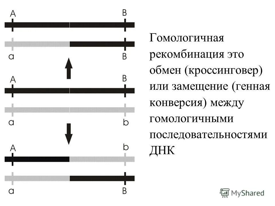 Соберите новую последовательность схемы рекомбинации Кроссинговер эволюция