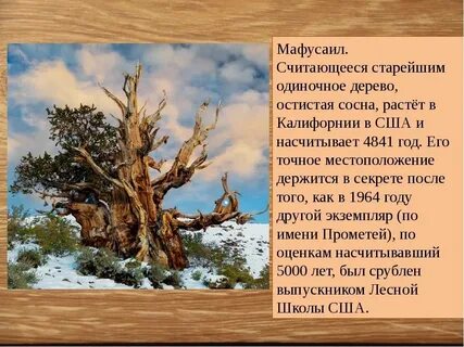 Текст старая сосна
