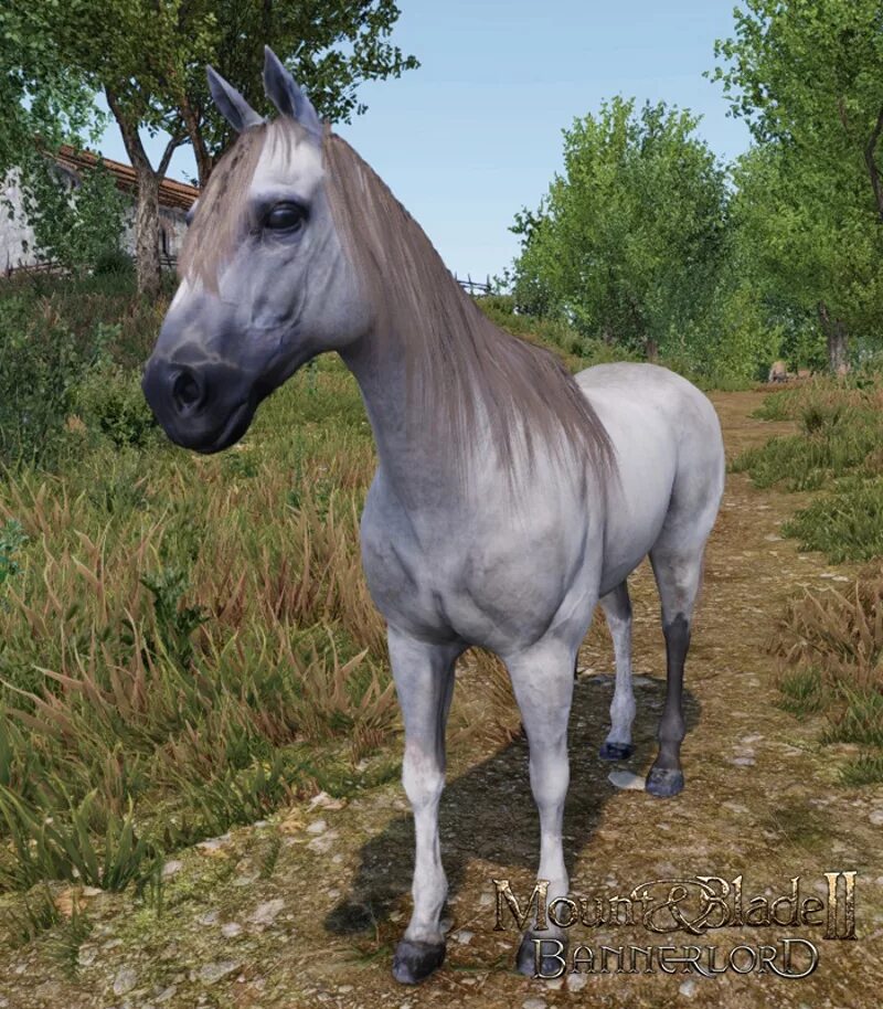 Mount and blade 2 bannerlord лучшая лошадь. Mount & blade 2: вландийский скакун. Bannerlord лошади. Mount and blade 2 bannerlord. Mount and blade 2 bannerlord мулы.