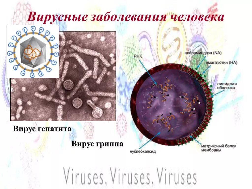 Основные вирусные заболевания человека. Вирусные заболевания. Вирусные заболевания человека. Вирусные заболевания рисунок. Вирусы различных болезней.