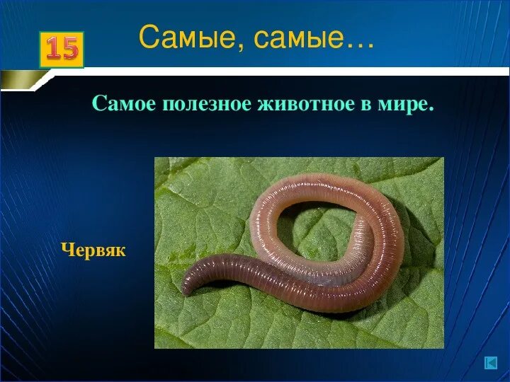 Какие есть полезные животные. Белочка из травы. Самые полезные животные. Млекопитающие для детей. Еж в саду.