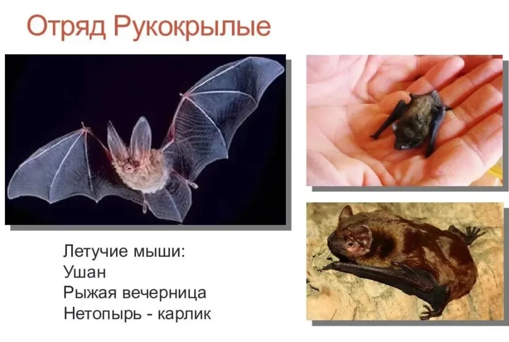 К какой группе относится летучая мышь